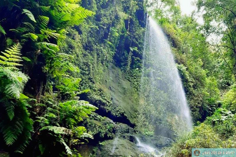 Bosque de Los Tilos La Palma